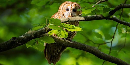 Common UK Woodland Species  primärbild