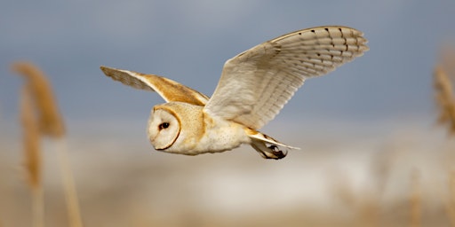 An Introduction to British Owls  primärbild