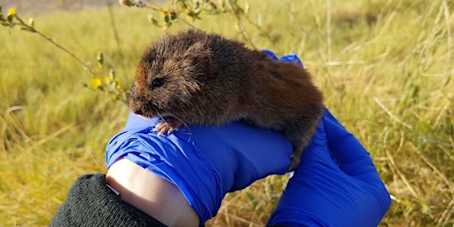 Sticking up for the little guy: conserving the endangered Amargosa vole primary image