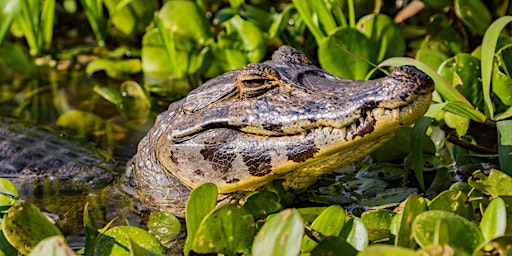 Primaire afbeelding van Crocodilians of the World