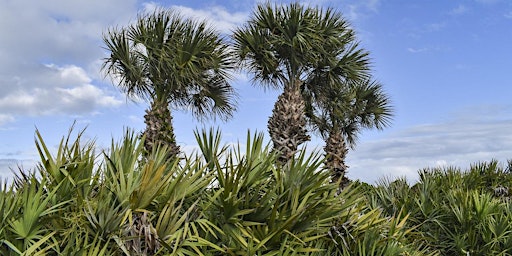 Primaire afbeelding van EcoWalk: Unique Preserves of Sarasota County - Lemon Bay Park