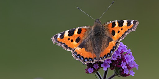 Imagen principal de Common British Butterflies