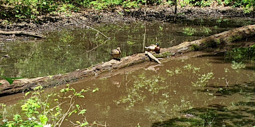 NJ Audubon: May Flowers Walk