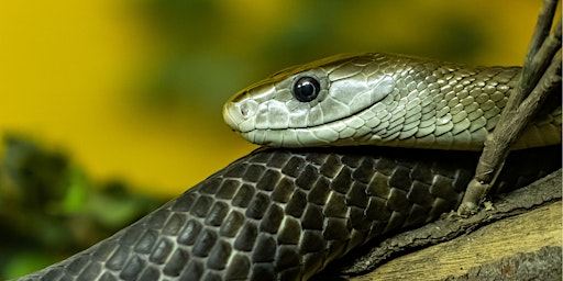 World's Deadliest Snakes  primärbild