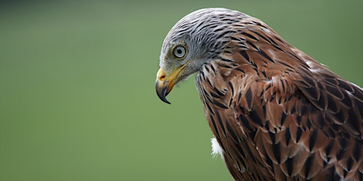 Primaire afbeelding van British Birds of Prey