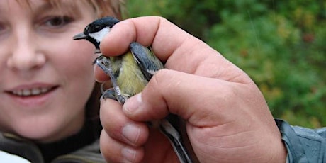Imagem principal do evento Bird Ringing