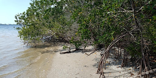 Imagem principal do evento EcoWalk: Mangroves