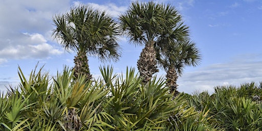 EcoWalk: Unique Preserves of Sarasota County - Lemon Bay Park primary image