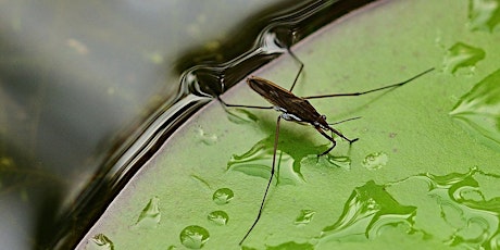 Hauptbild für EcoWalk: Incredible Aquatic Invertebrates!