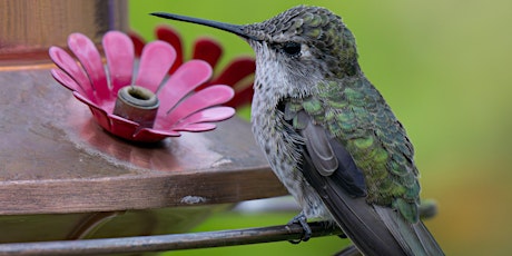 Bird Feeders: NO BOOKINGS REQUIRED