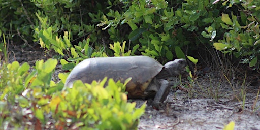 Imagem principal do evento Wild Sarasota: Gopher Tortoise
