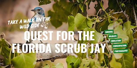 Florida Scrub Jay Walk