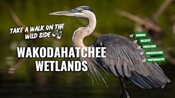Birding at Wakodahatchee Wetlands primary image