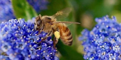 In Defense of Bees - Public Talk by Paul van Westendorp primary image
