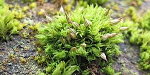 Primaire afbeelding van Woodland Mosses for Beginners