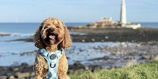 Primaire afbeelding van Beach Walk | Whitley Bay | 5km