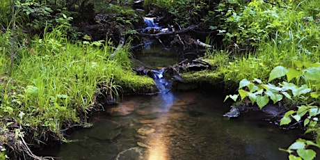 Hauptbild für Streamside  Restoration Webinar