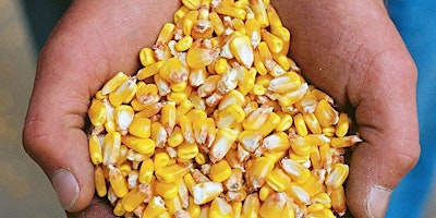 Image principale de Talbot County Agronomy Program Sponsorship - 2025 Corn Crop