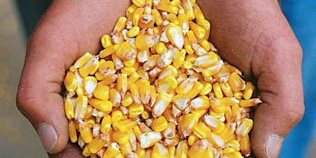 Talbot County Agronomy Program Sponsorship - 2023 Corn Crop  primärbild