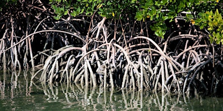 Mangrove Trimming Best Practices Workshop primary image