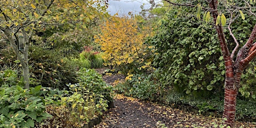 Laughter Yoga and Forest Bathing at the Botanics, Inverness primary image