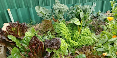 Grow Our Own Food -  Autumn 2024 primary image
