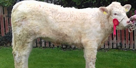 Nadia our Purebred Charolais Heifer Raffle - St Oliver's Special School primary image