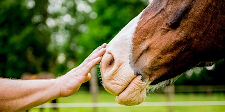 Image principale de Découvrir l'équicoaching - Comment la relation au cheval peut m'aider ?