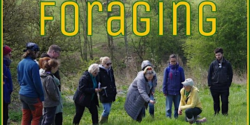 Foraging Walk - Introduction to Foraging primary image