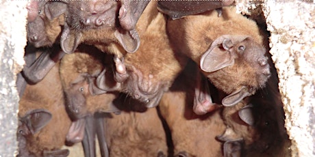 Hauptbild für Bat Walk at Beddington Farmlands