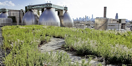Kingsland Wildflowers Green Roof Tour primary image