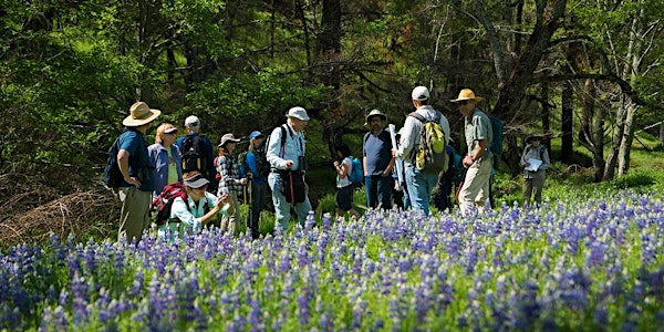Wildflowers at Live Oaks Ranch With Botanist Peter Warner 4-7-19 pm