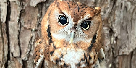 Imagen principal de Who Gives A Hoot About Owls?