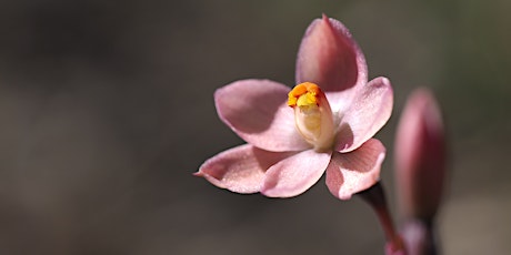 Orchid and Wildflower ID - an introduction into Citizen Science  primärbild