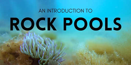 An Introduction to Rockpools primary image