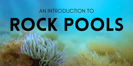 An Introduction to Rockpools