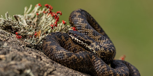 Primaire afbeelding van Snakes of the UK