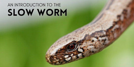 An introduction to the Slow Worm: Behaviour, Biology and Conservation primary image