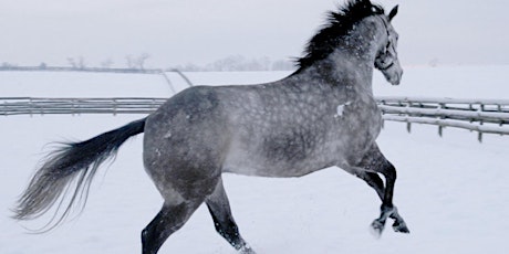 Gallop Into The Holidays primary image