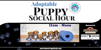 Adoptable Puppy Social Hour at Dog House Denver Sponsored by Spirit Hound primary image