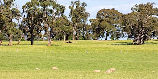 Hauptbild für Local Farmers journey to selling their livestock paddock to plate - webinar