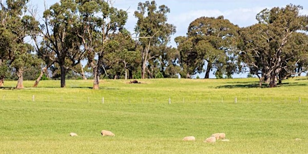 Local Farmers journey to selling their livestock paddock to plate - webinar