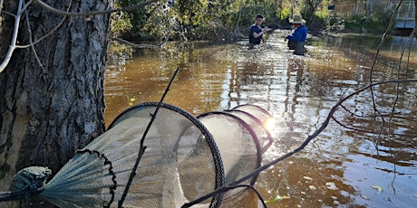 Hauptbild für Fish Survey