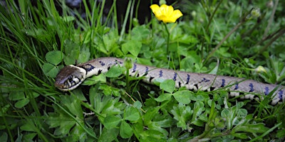 Hauptbild für Introduction to the UK Grass Snake