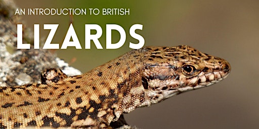 Primaire afbeelding van An Introduction to British Lizards