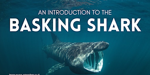 Imagem principal do evento An Introduction to the Basking Shark