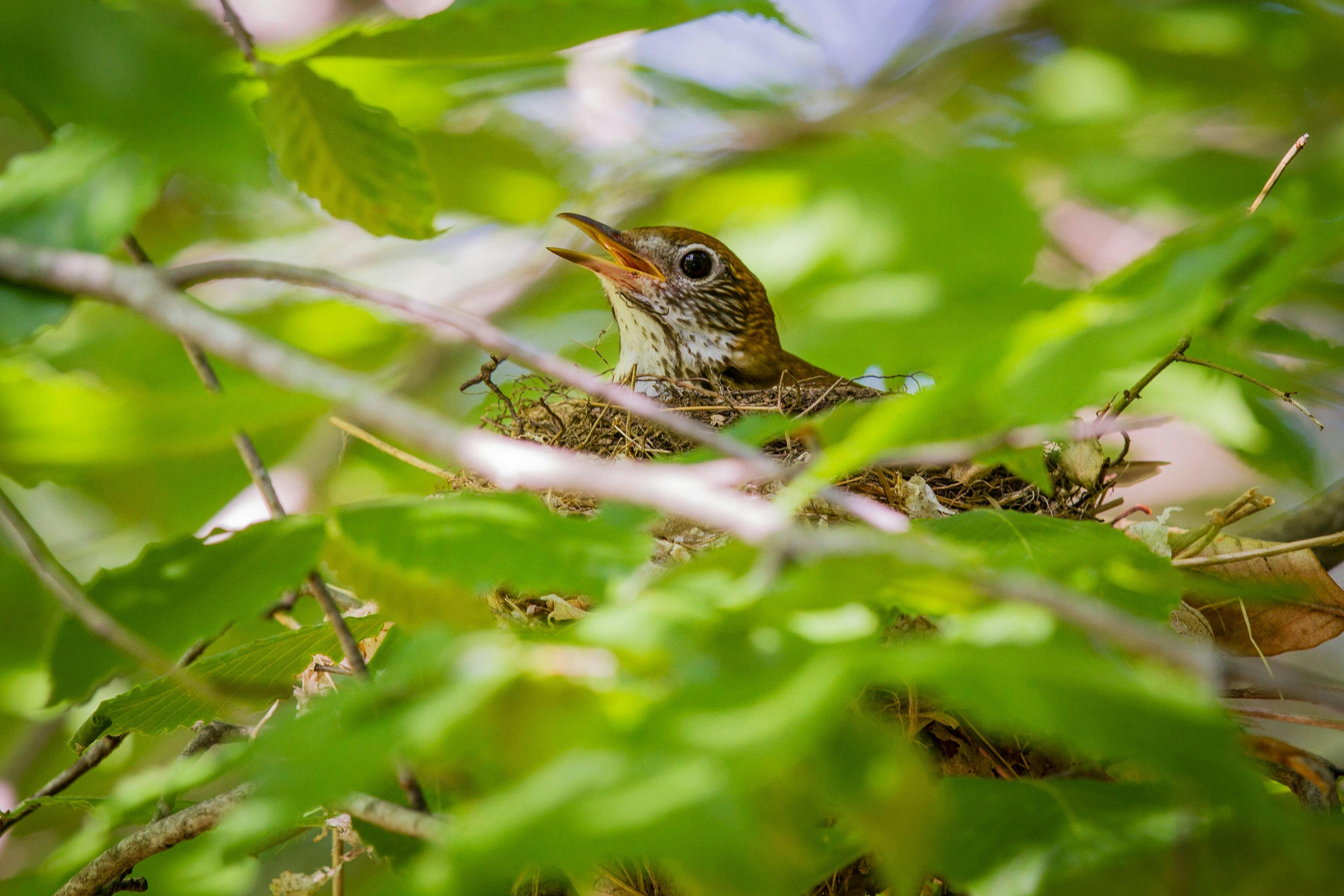 Wood Thrush: Voice of the Forest