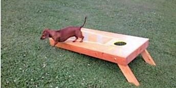 Imagem principal do evento BARK N BAGS!!!  EAST SIDE ELVES CORN HOLE 2024