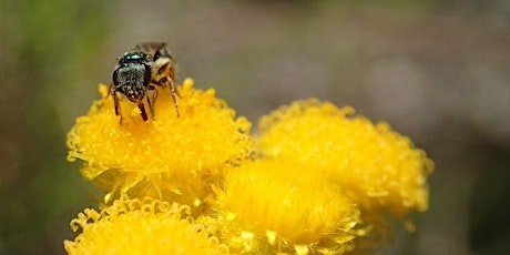 What's the buzz about native bees? Kids Workshop primary image