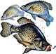Organizer profile image